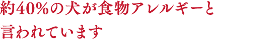 約40%の犬が食物アレルギーと言われています