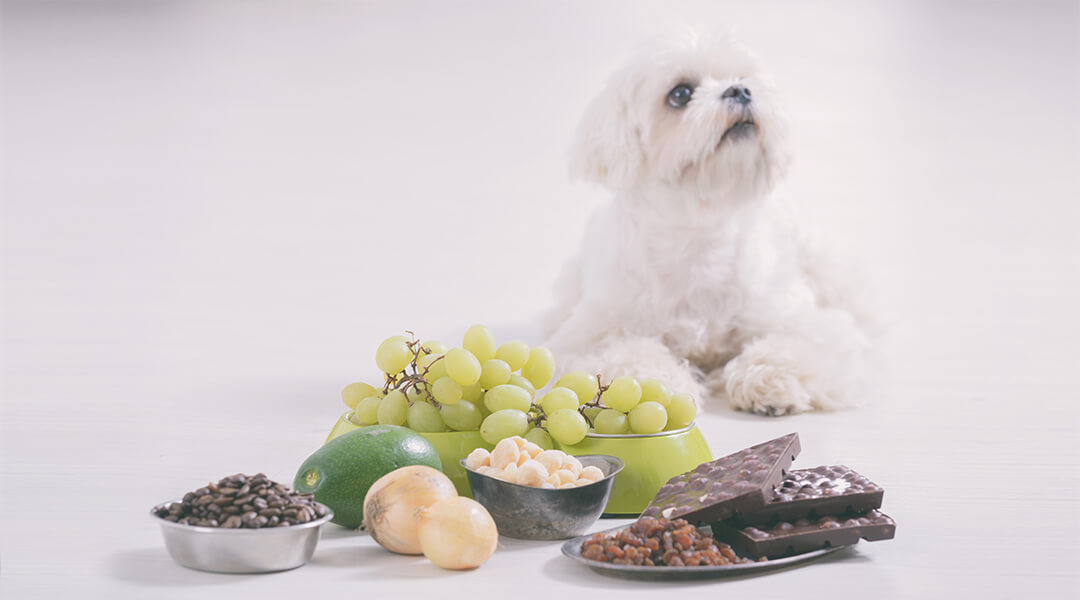 犬の食物アレルギー