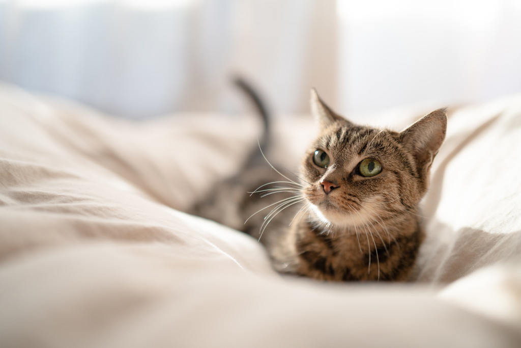 猫が癒しになってうつ状態を緩和させるって本当 公式 ピュアラックス Pureluxe 無添加ドッグフード キャットフード通販