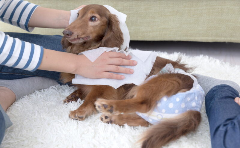 04犬の認知症の症状と予防方法について