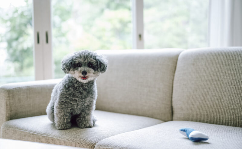 賃貸で犬を飼う場合に注意すべきこととは？