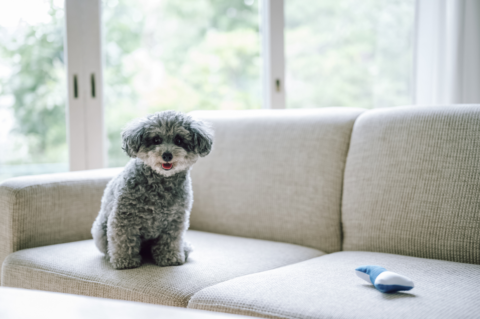 賃貸で犬を飼う場合に注意すべきこととは？