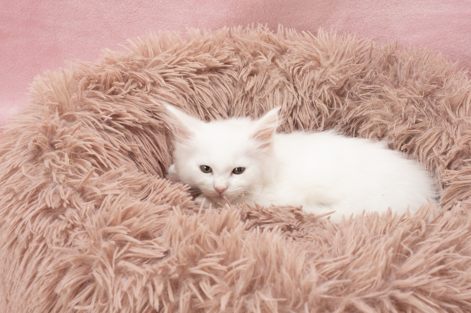 猫の睡眠時間はどれぐらい？猫はずっと寝てても大丈夫？ - 【公式】ピュアラックス（PURELUXE）無添加ドッグフード・キャットフード通販