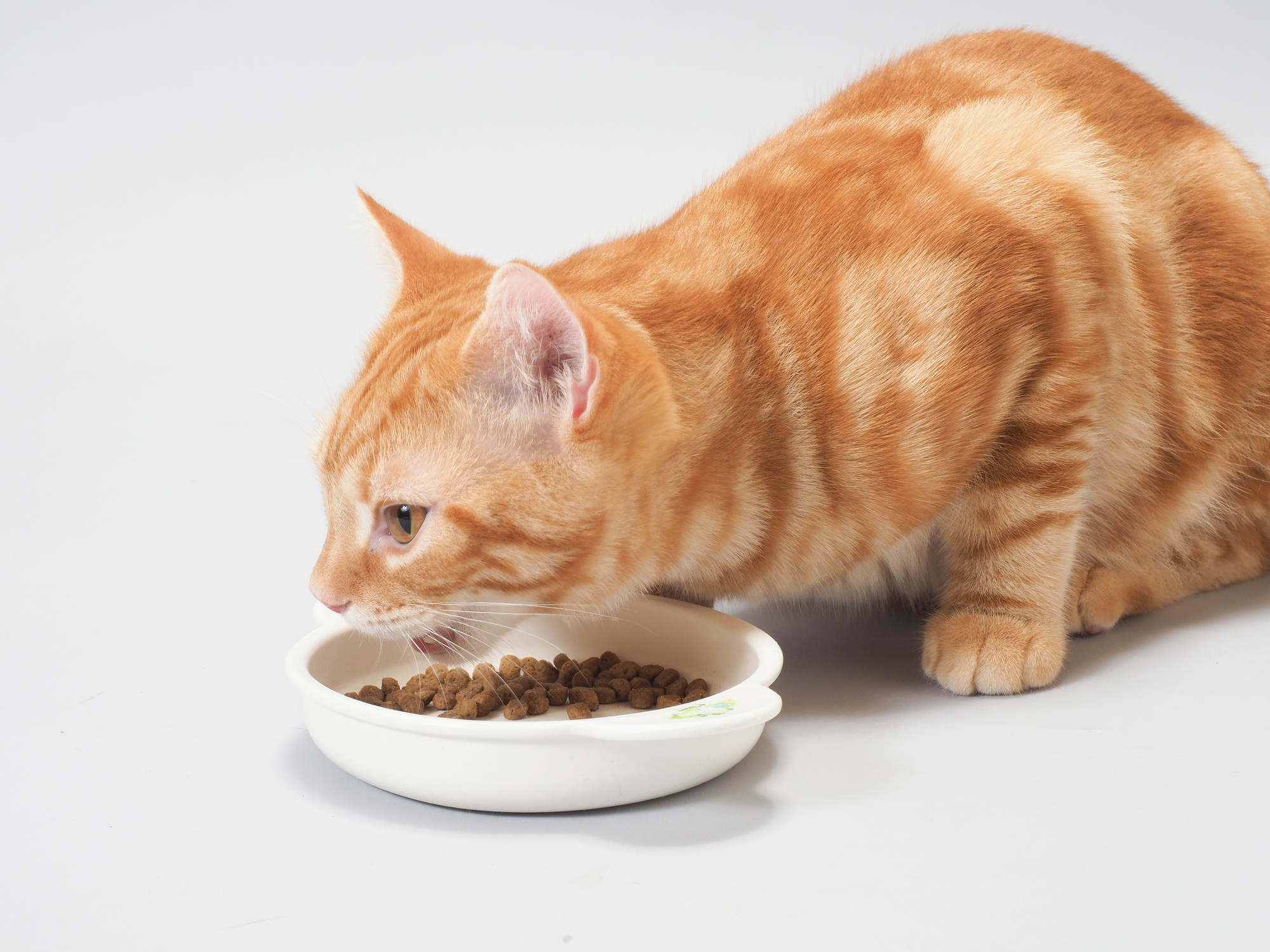 少食 の 猫 に 置き 餌 は だめ