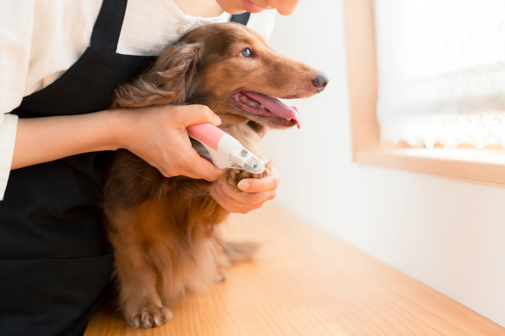 犬の爪切りの必要性について頻度はどれぐらい？