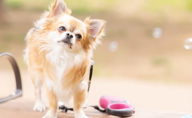 犬の顔が臭い？顔の匂いの原因と対策について