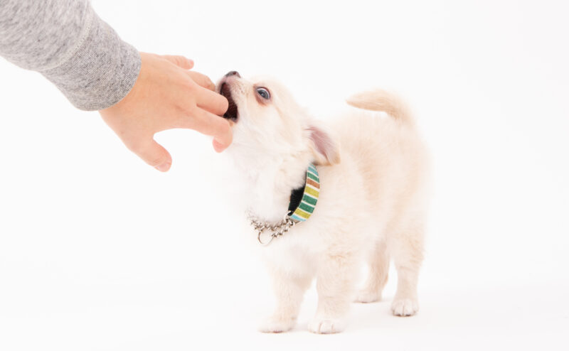 子犬にしつけ教室は必要か？しつけ教室に通うメリットについて