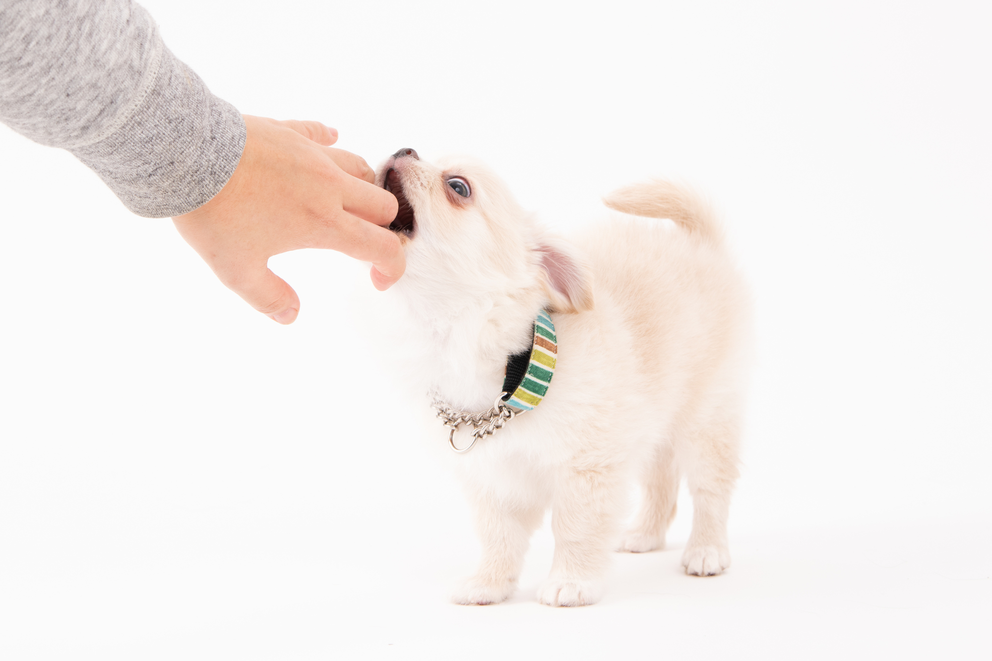 子犬にしつけ教室は必要か？しつけ教室に通うメリットについて