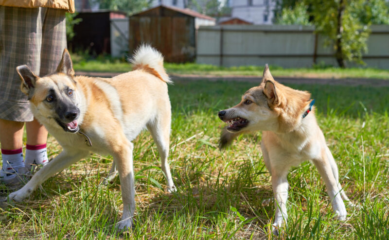 犬がマウンティングする理由とは？マウンティングをやめさせる方法を紹介