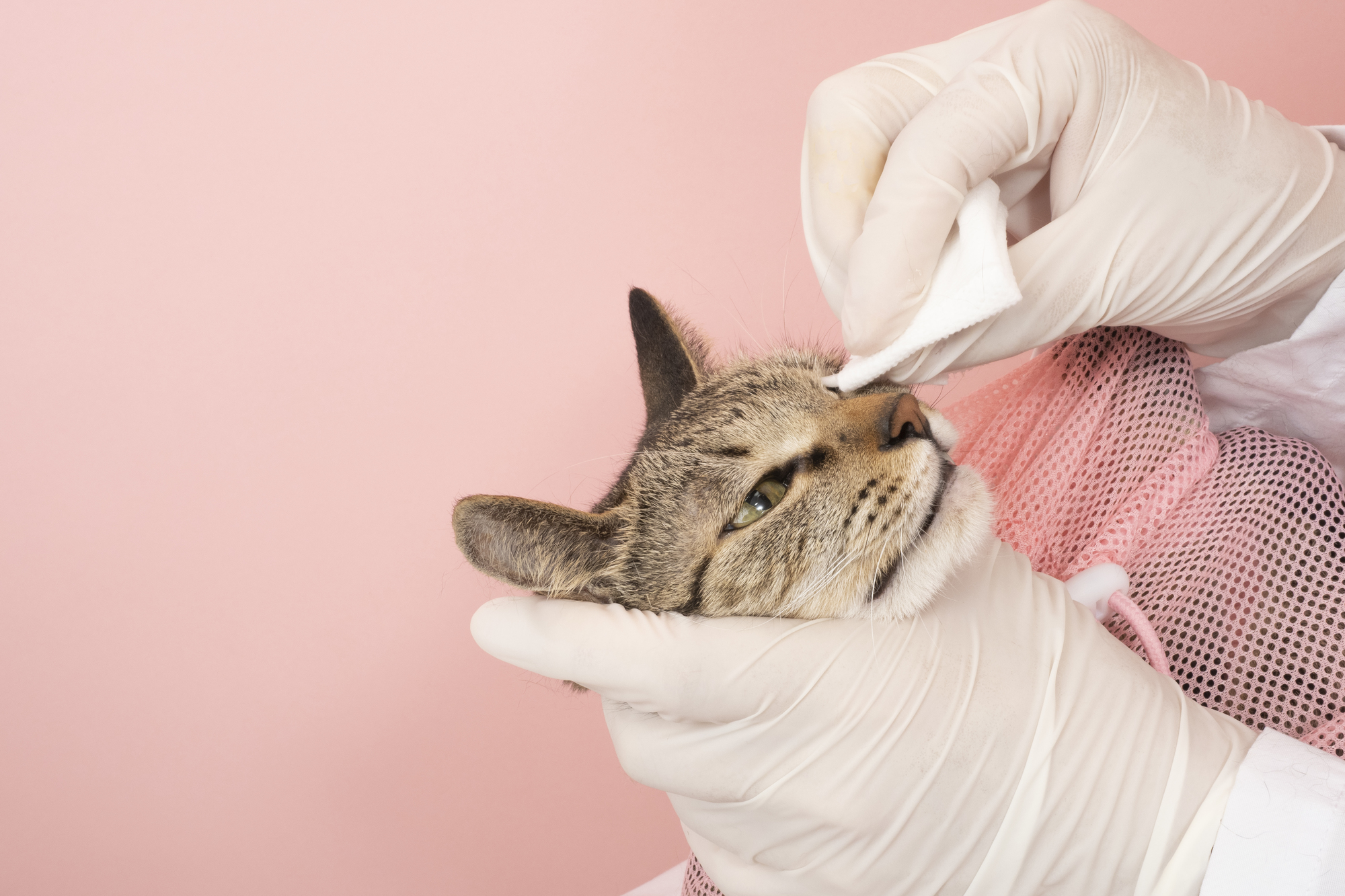 猫の目ヤニ 涙やけの原因は 症状や対処法を紹介 公式 ピュアラックス Pureluxe 無添加ドッグフード キャットフード通販 猫の目ヤニ 涙やけの原因は 症状や対処法を紹介 公式 ピュアラックス Pureluxe 無添加ドッグフード キャットフード通販