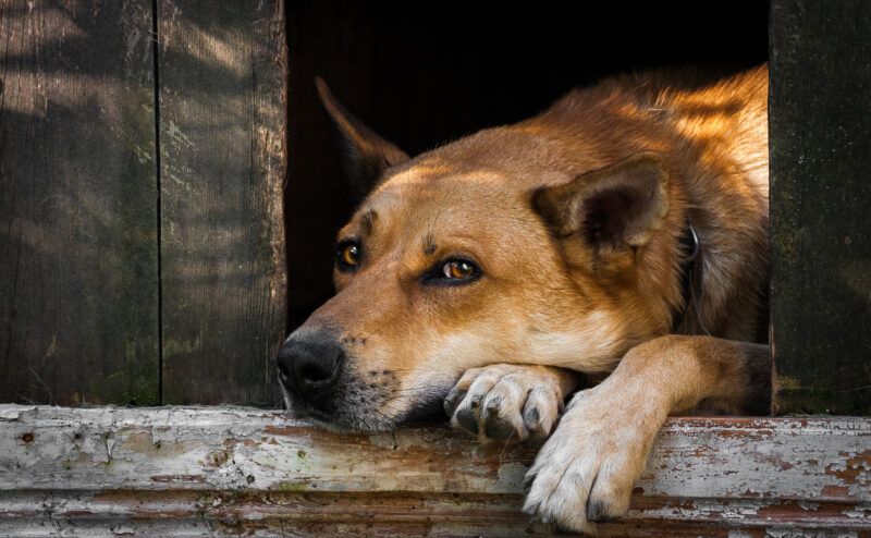 犬が寂しいときの行動や分離不安について