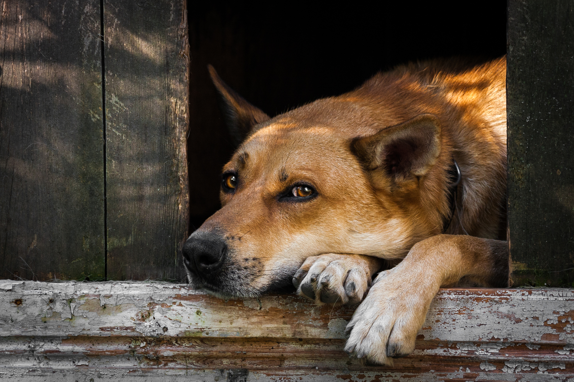 犬が寂しいときの行動や分離不安について