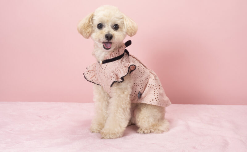 犬に洋服は不要？必要？犬に服を着せるメリットデメリット