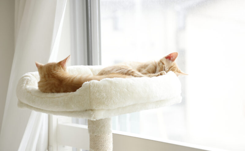 猫が快適に過ごせる室温や湿度は？調整方法をご紹介！