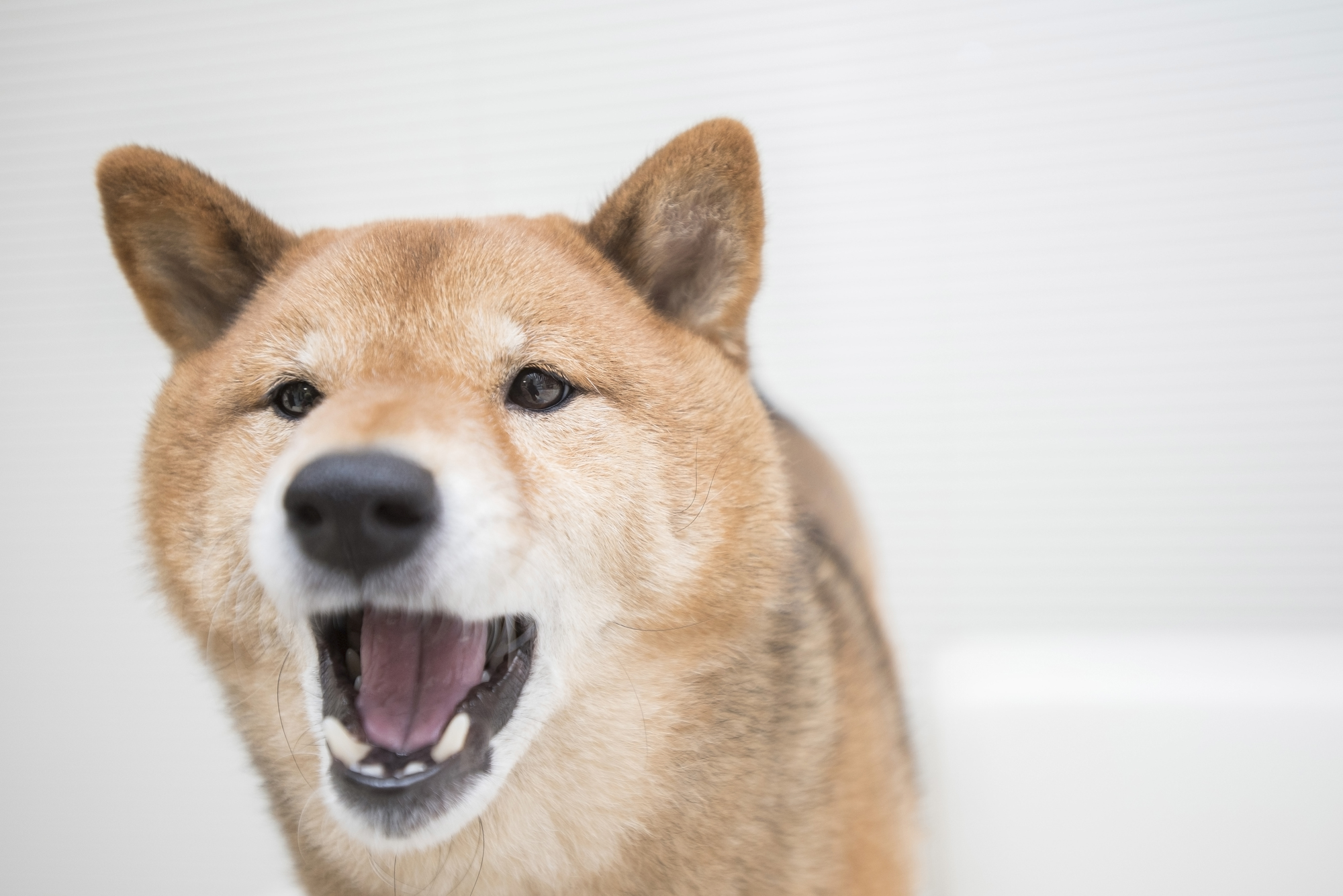 犬の警戒吠えの原因と対策について