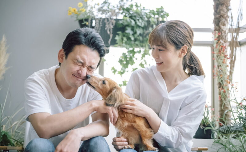 犬が飼い主の顔を舐める理由とは？