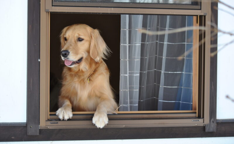 犬と泊まれる宿でのマナーについて～ペットとの宿泊ルール～