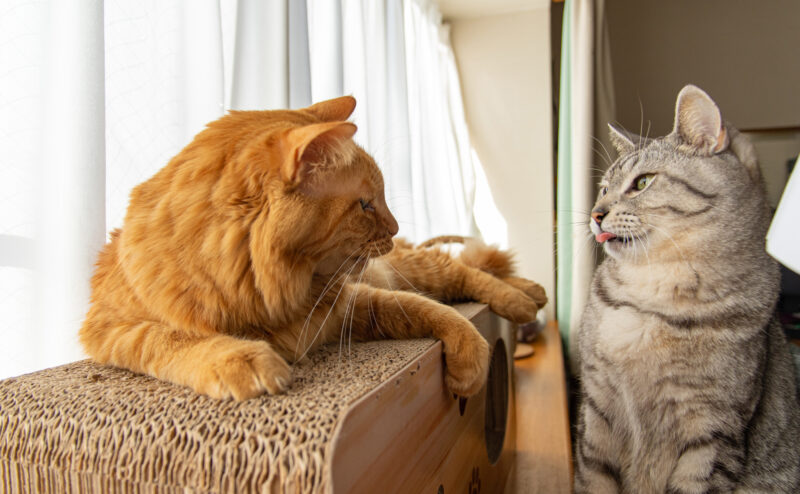 猫を多頭飼いするときの準備と注意点について