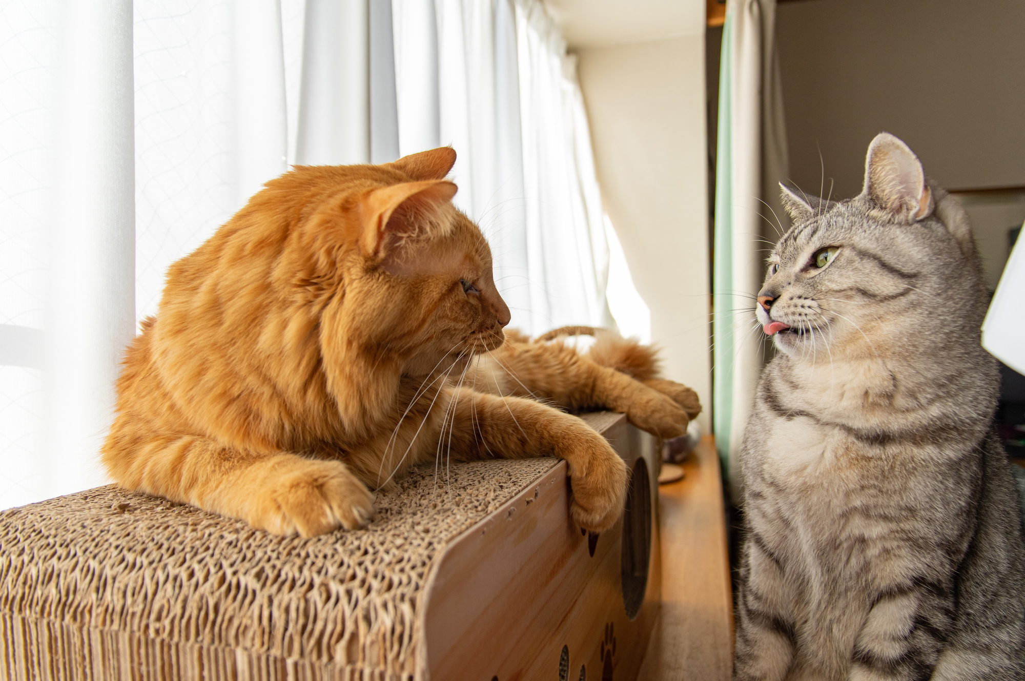 猫を多頭飼いするときの準備と注意点について