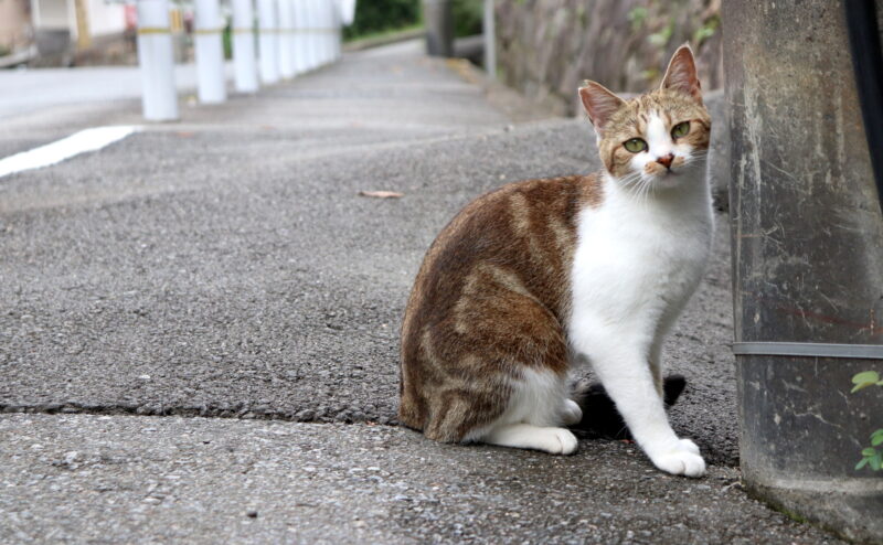 地域猫とは？地域猫活動はどのような活動なの？