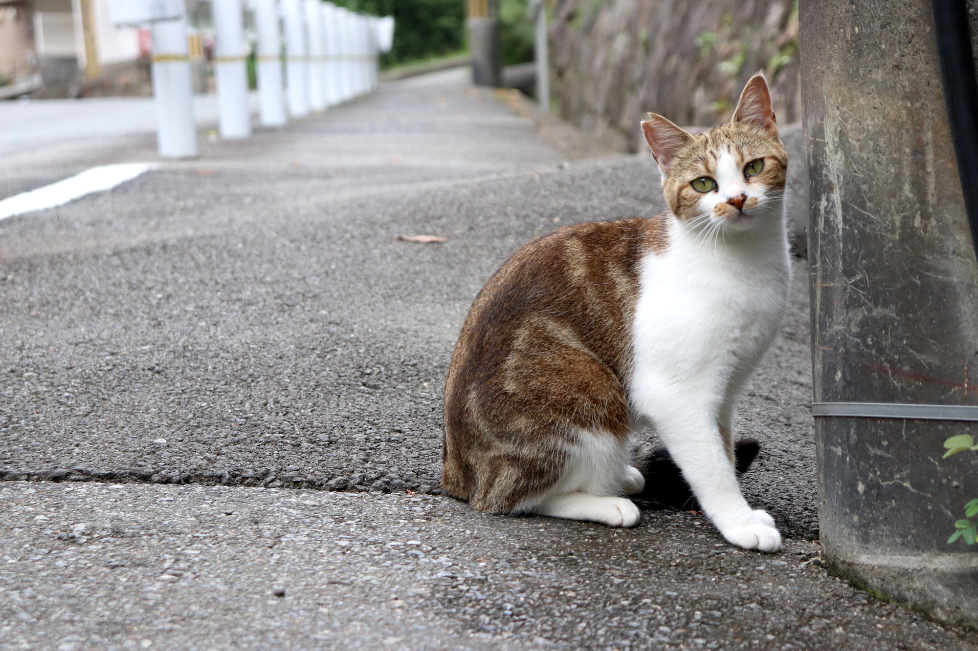 地域猫とは？地域猫活動はどのような活動なの？