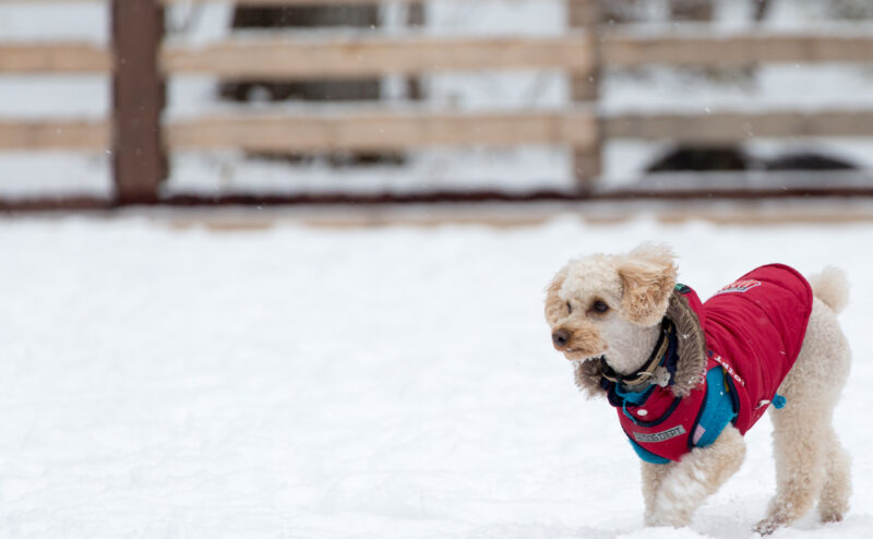 寒さに弱い犬種とは？寒さ対策をご紹介！