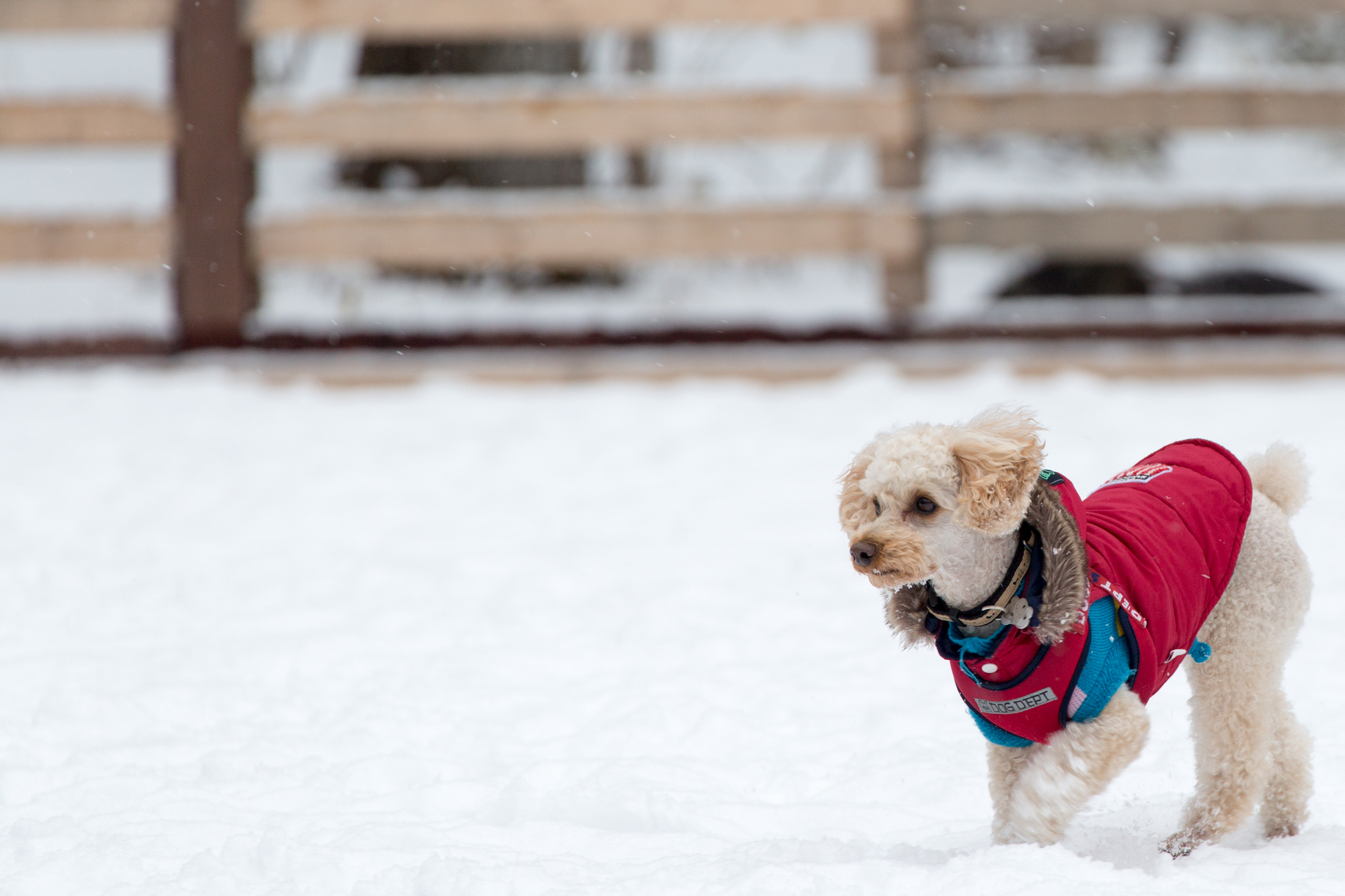 寒さに弱い犬種とは？寒さ対策をご紹介！