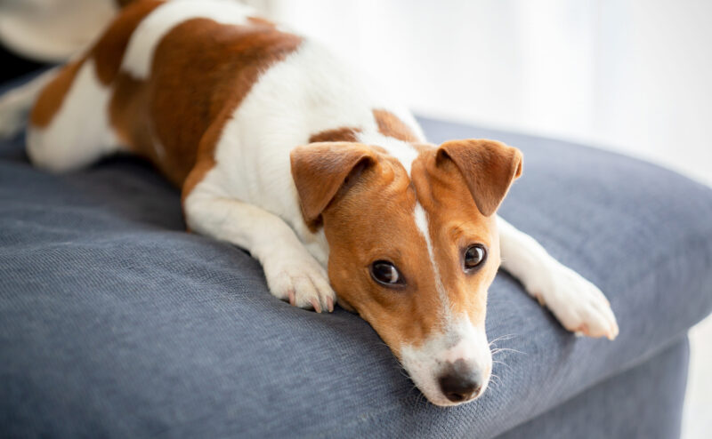 犬の体臭が気になる…ニオイの原因と対策について