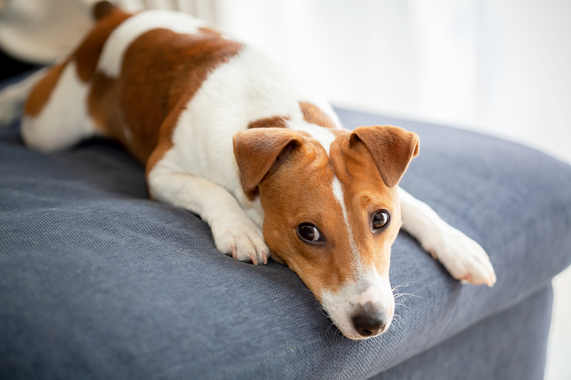 犬の体臭が気になる…ニオイの原因と対策について