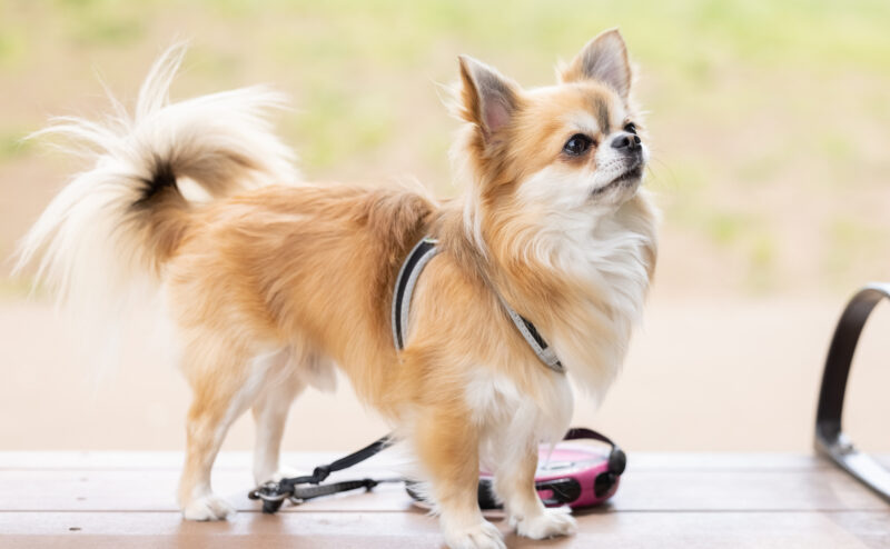 犬が震える原因は？～ストレス・寒さなど～