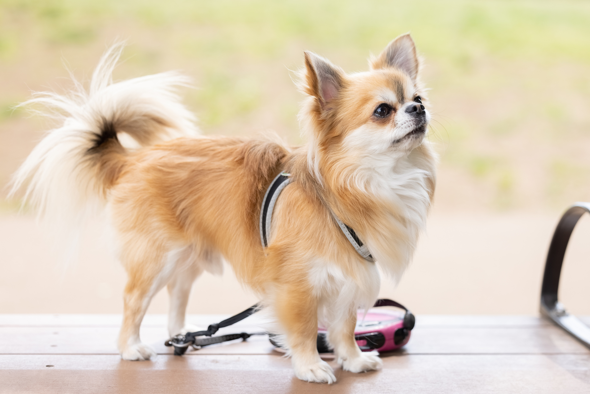 犬が震える原因は？～ストレス・寒さなど～