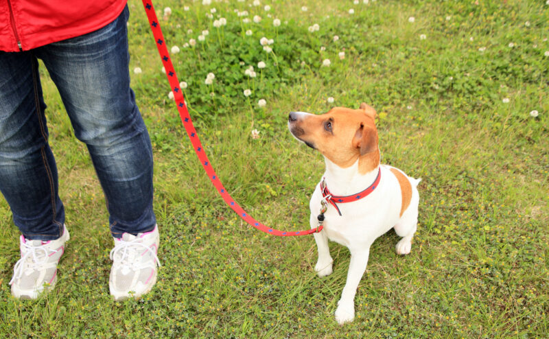 犬のリードにはどんな種類がある？リードの選び方も紹介！