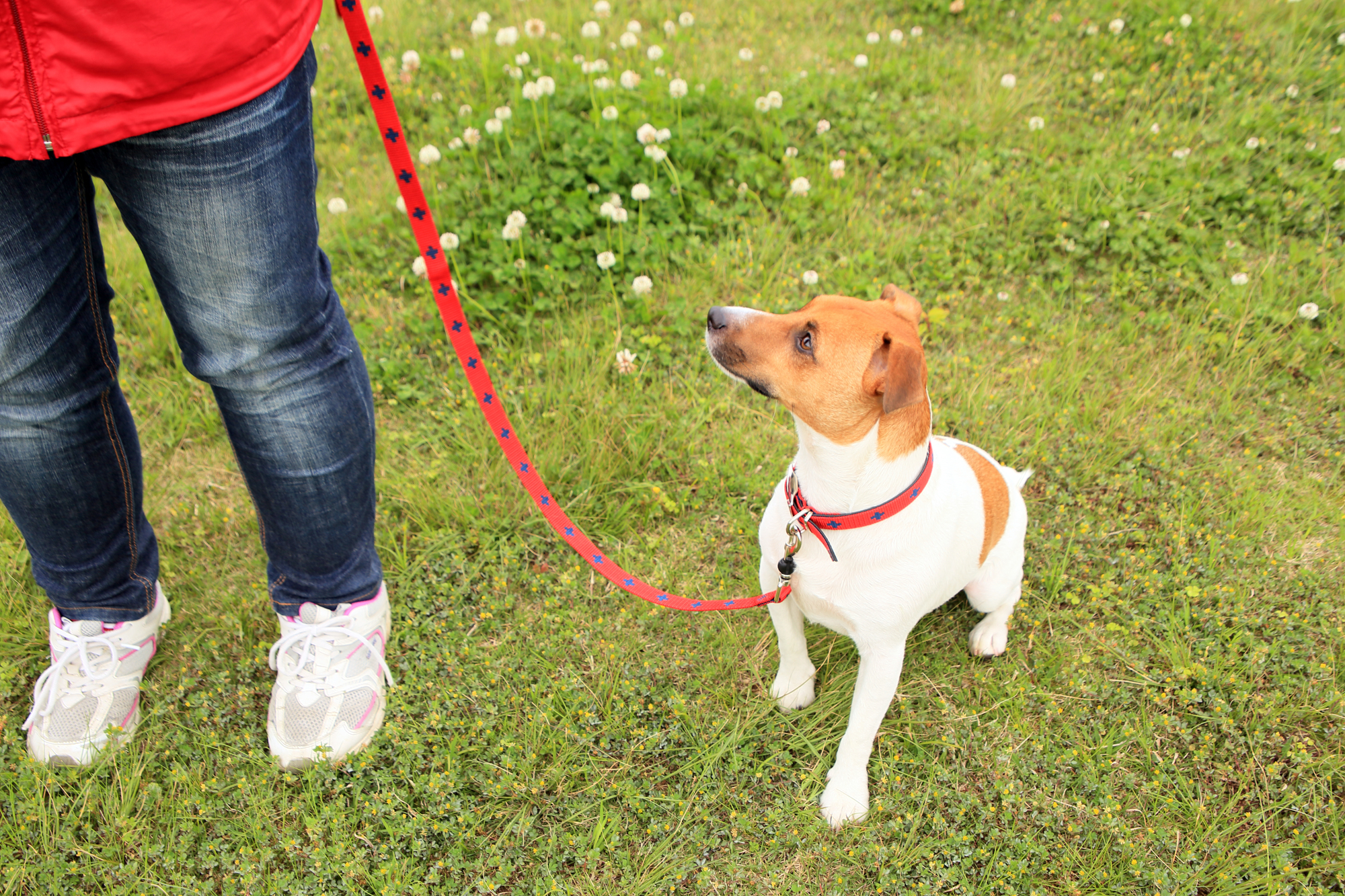 犬のリードにはどんな種類がある？リードの選び方も紹介！