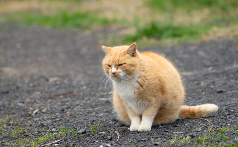 猫が唸るのはなぜ？猫が唸る理由を紹介！