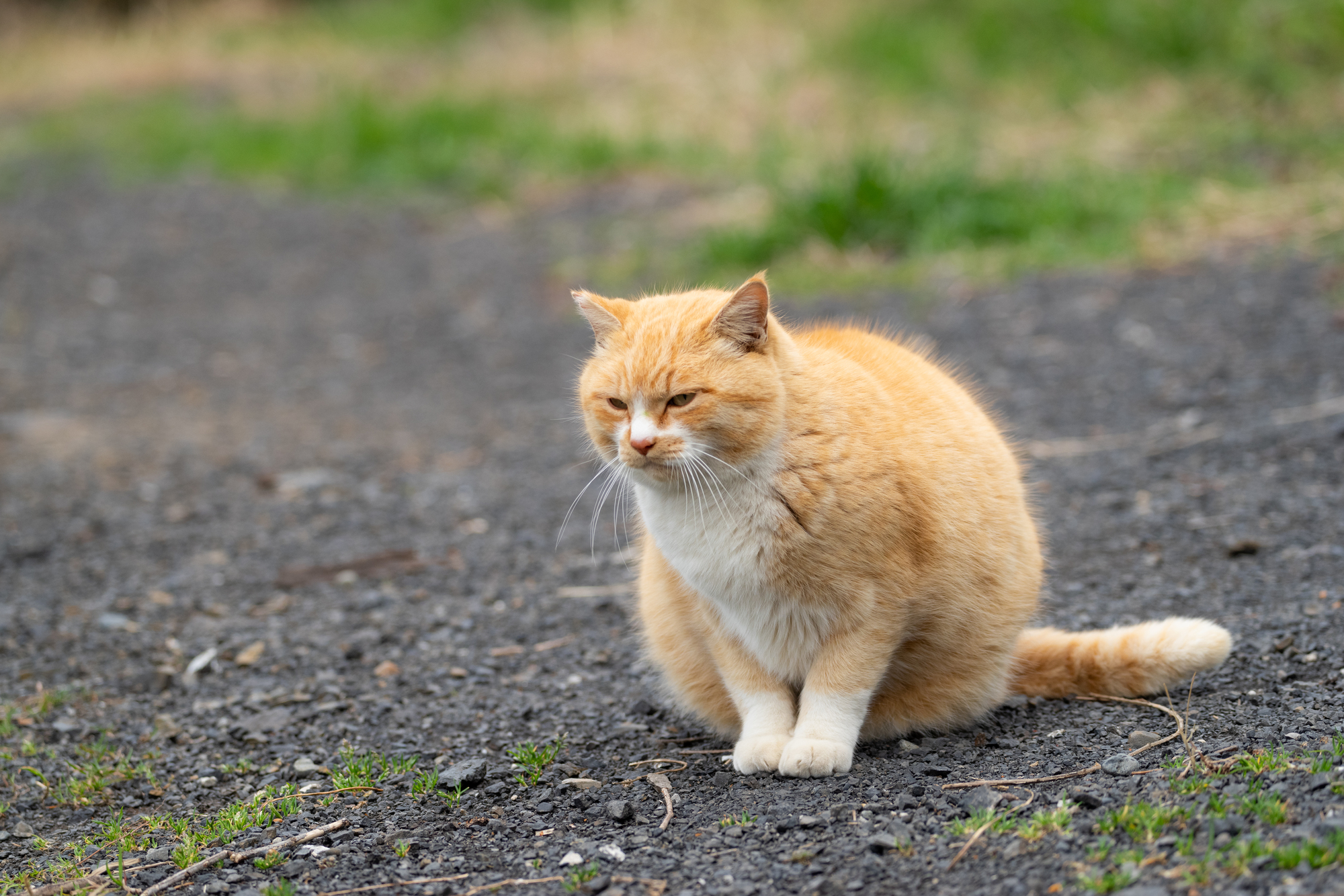 猫が唸るのはなぜ？猫が唸る理由を紹介！