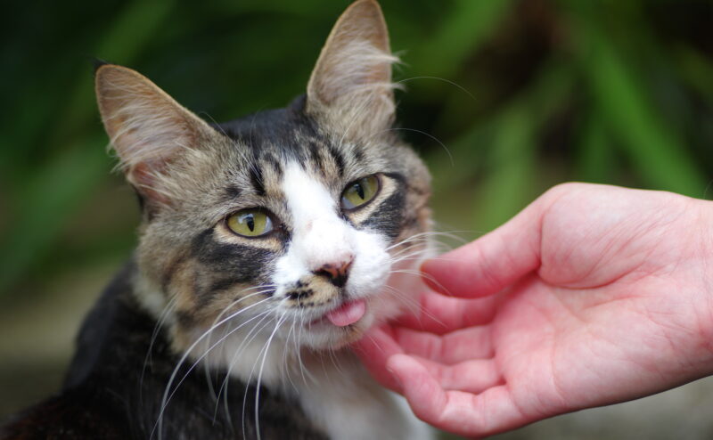 猫に好かれる撫で方と嫌われる触り方について