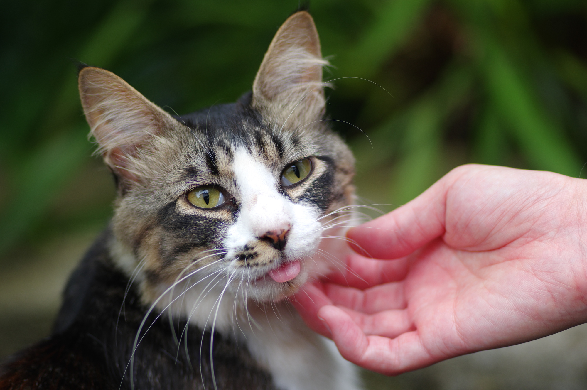 猫に好かれる撫で方と嫌われる触り方について