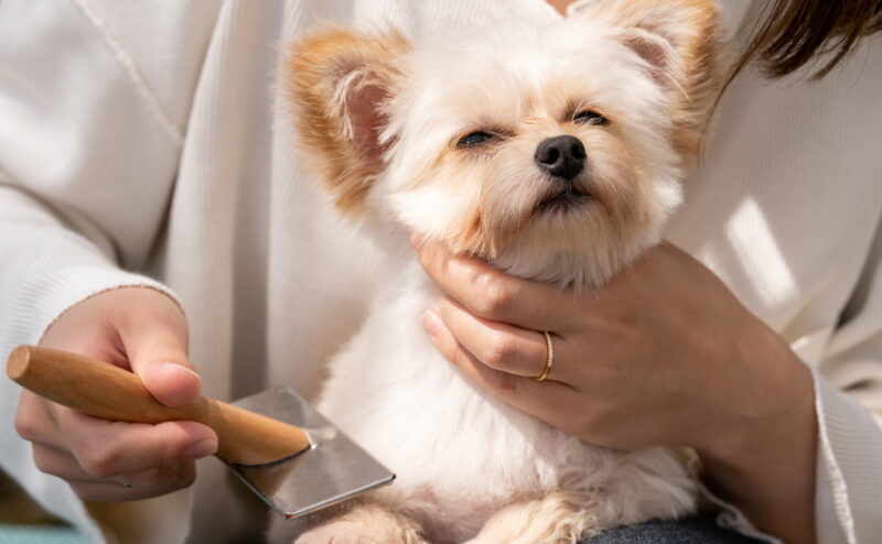 犬の毛玉ができてしまう原因と対処法をご紹介！