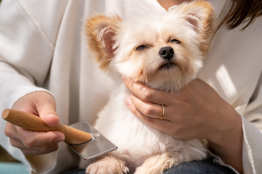 犬の毛玉ができてしまう原因と対処法をご紹介！