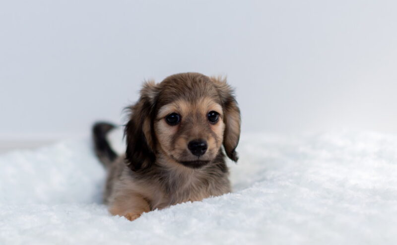 子犬との上手な遊び方とNGな遊び方とは？