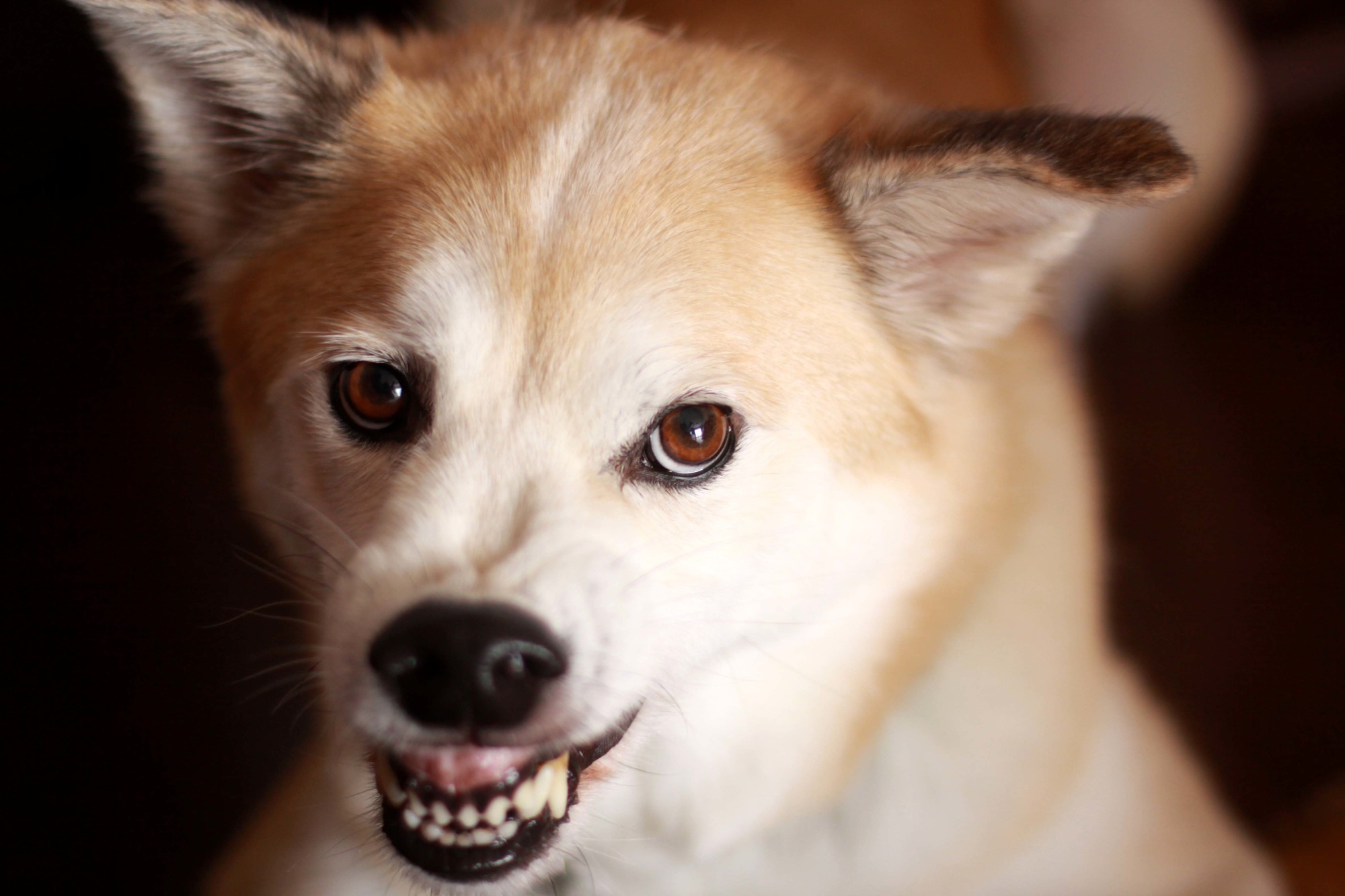 愛犬が唸る原因とは？どのようにしてやめさればいいのか？ - 【公式】ピュアラックス（PURELUXE）無添加ドッグフード・キャットフード通販