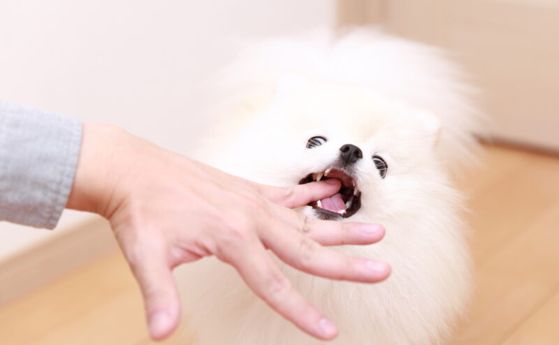 狂犬病とは？～狂犬病ワクチンの重要性～