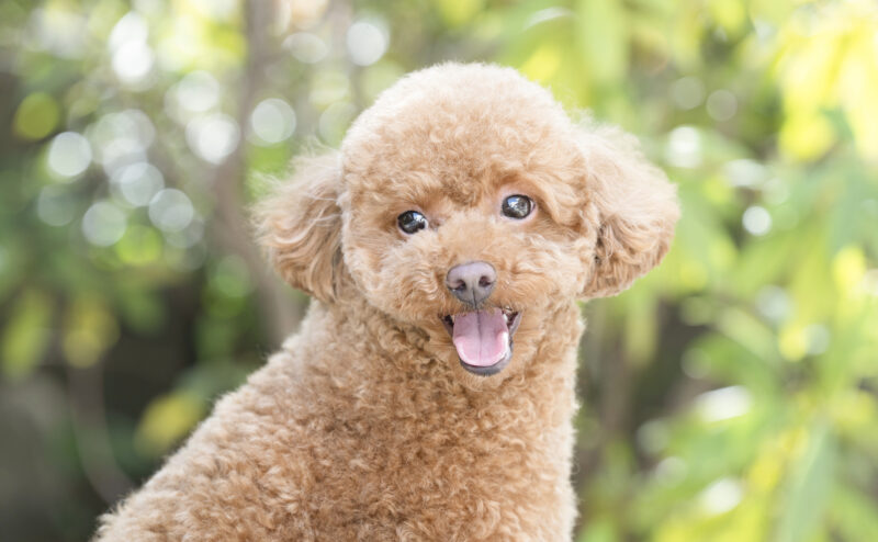 シングルコートとは？～犬種や特徴～