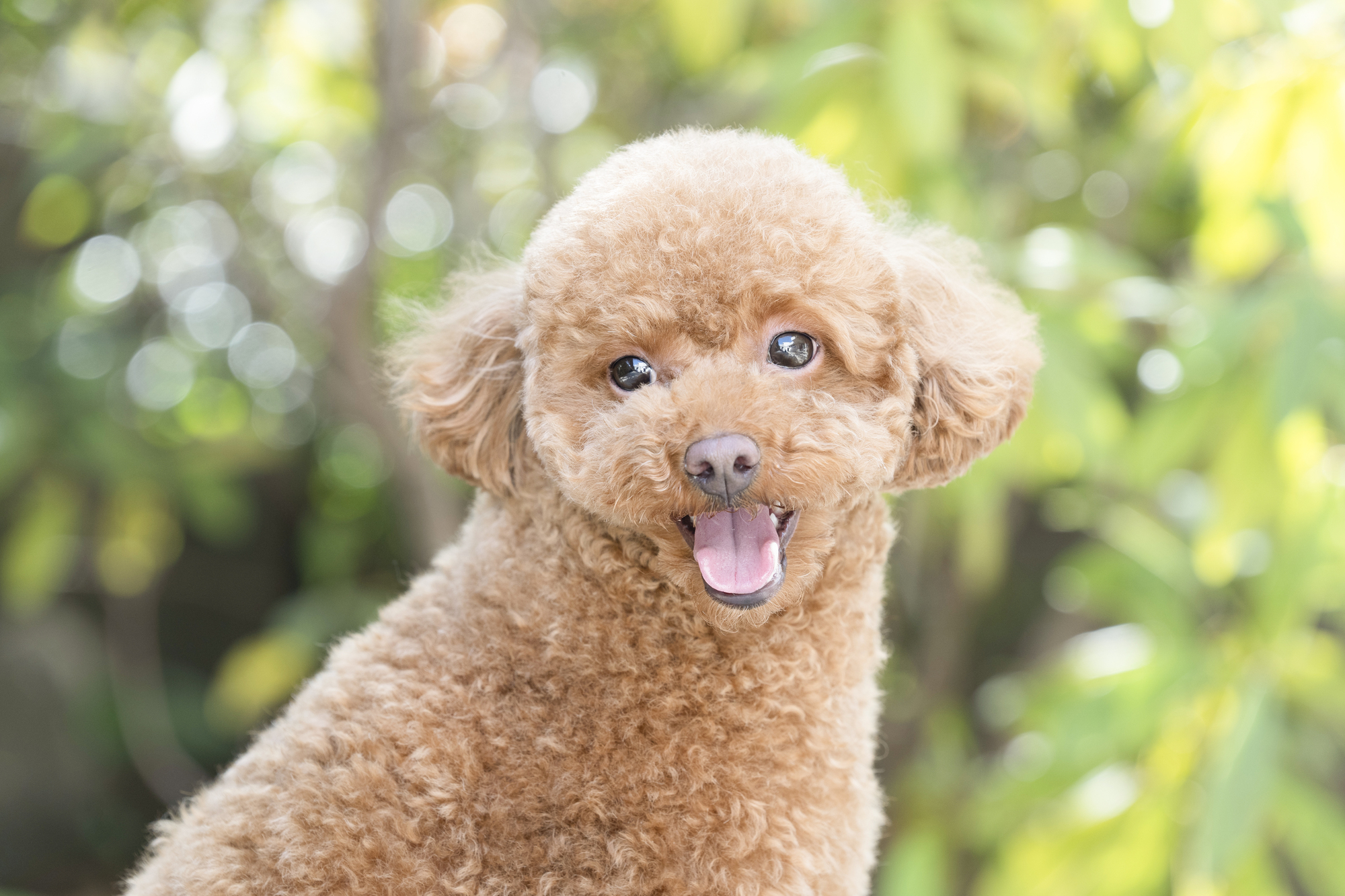 シングルコートとは？～犬種や特徴～