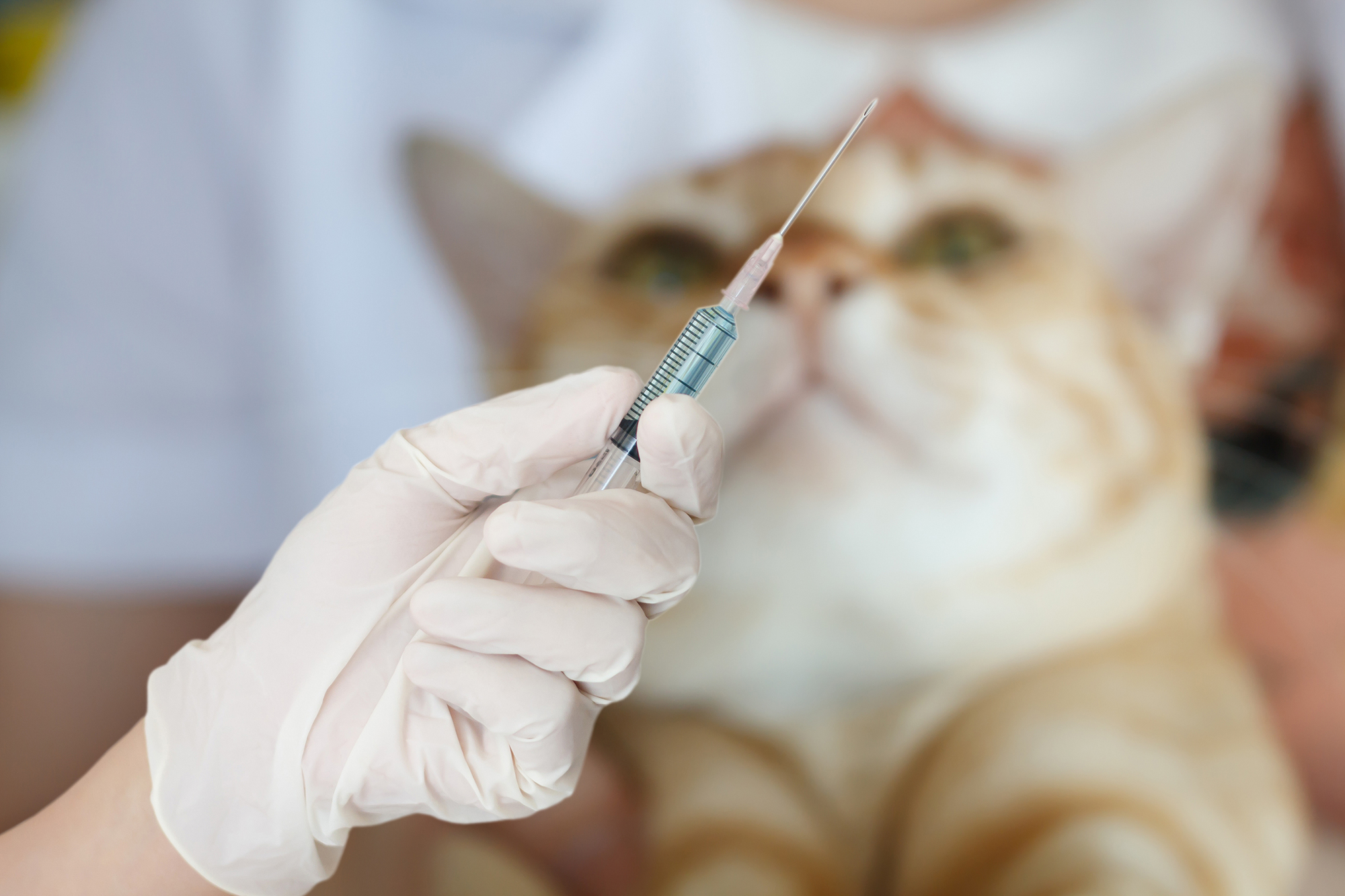 猫に混合ワクチンは必要？3種混合ワクチンではどのような病気が予防できる？