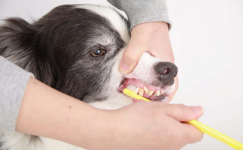 犬に歯磨きが必要な理由とは？