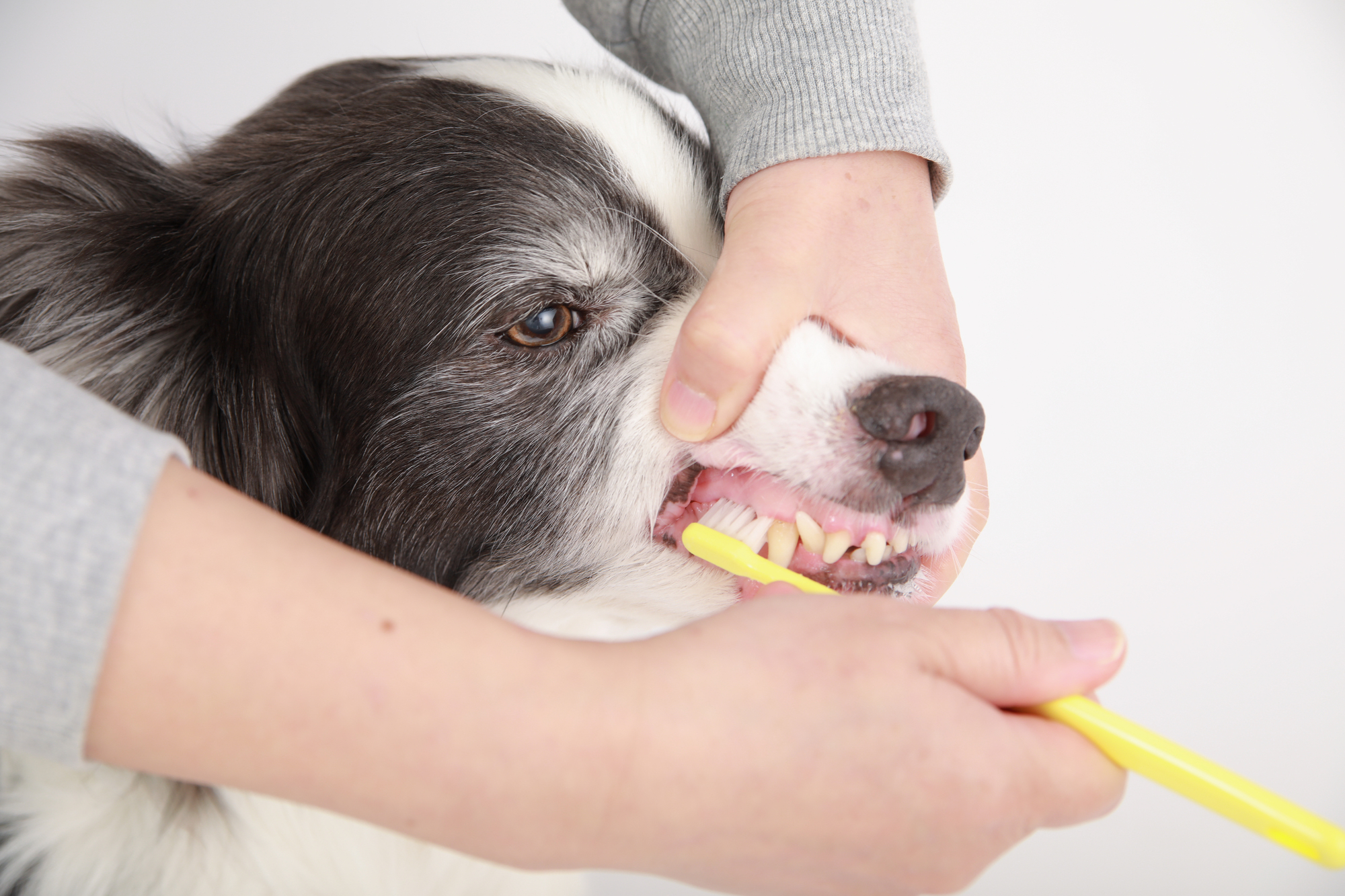 犬に歯磨きが必要な理由とは？
