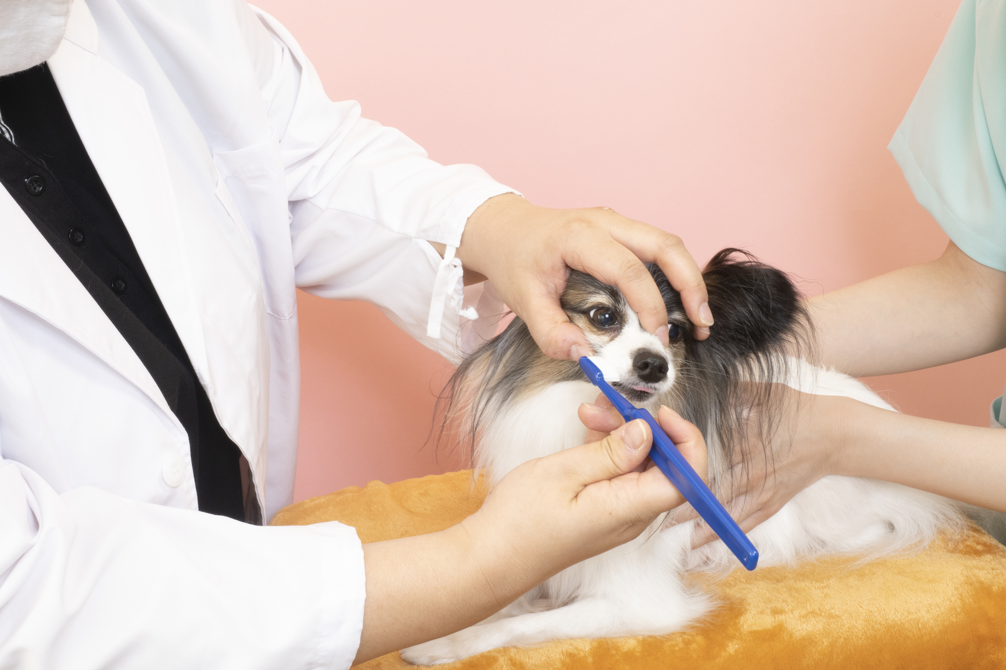 犬の歯石取り｜歯石ができる原因や除去について