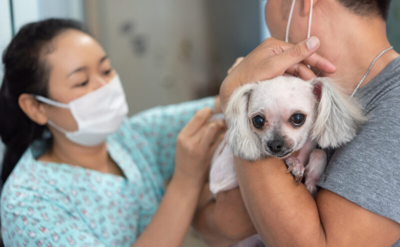 犬猫のマイクロチップのメリットデメリットとは？