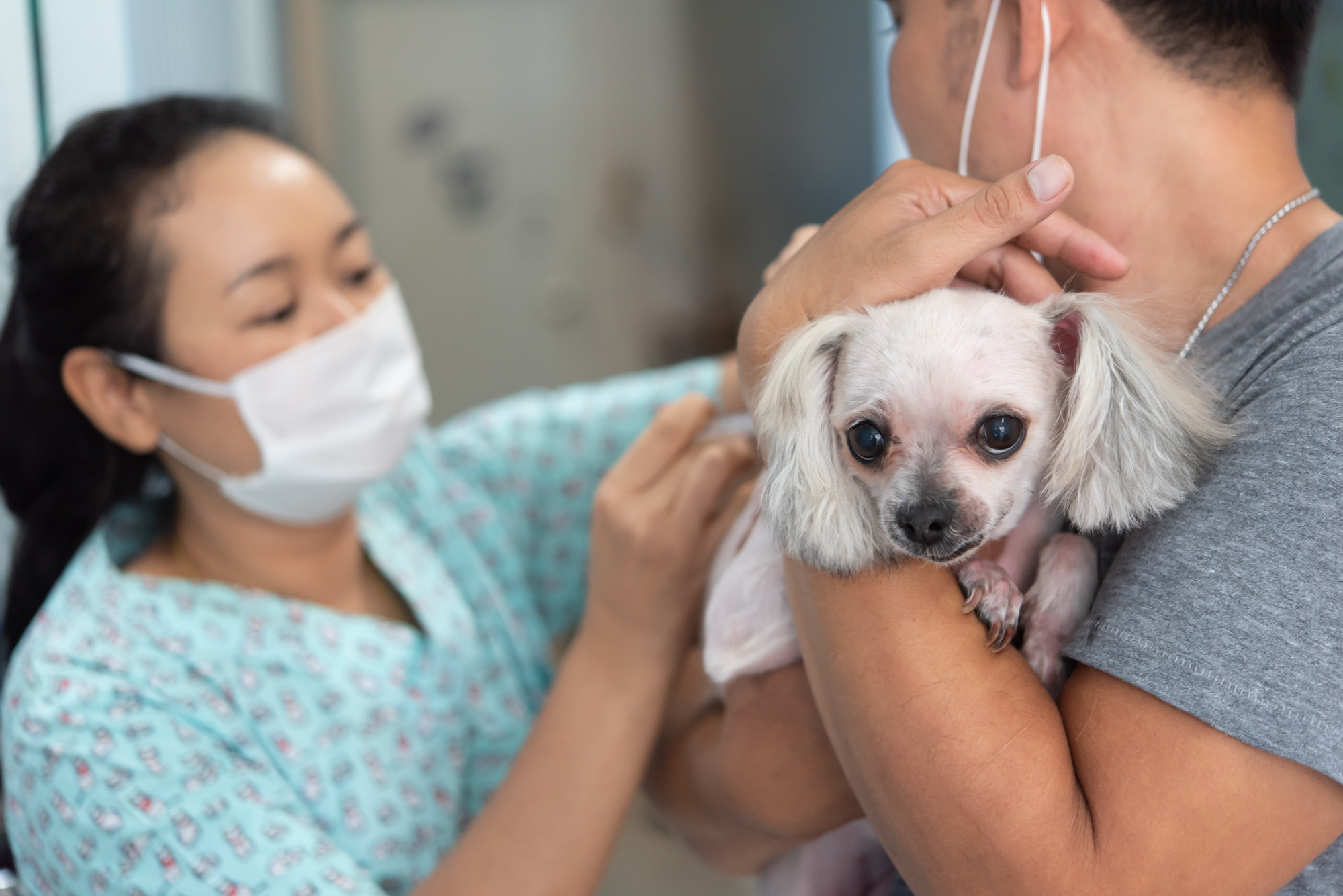 犬猫のマイクロチップのメリットデメリットとは？